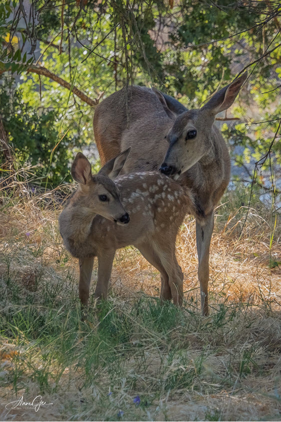 Anne Sandler original